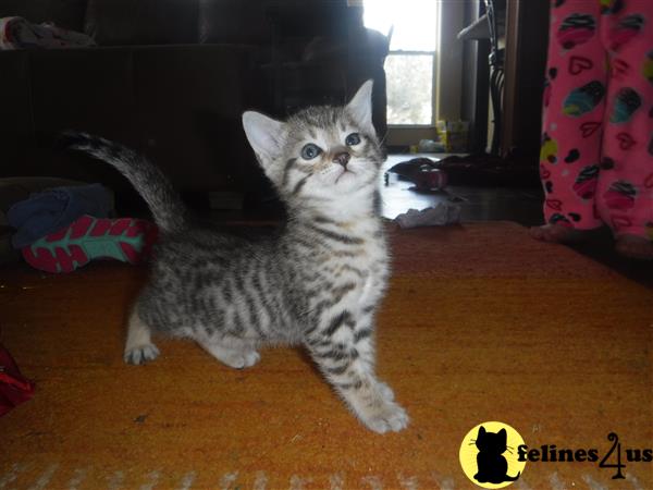swallace Picture 3